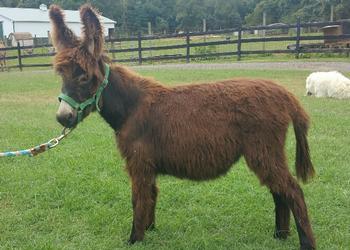 miniature donkeys
