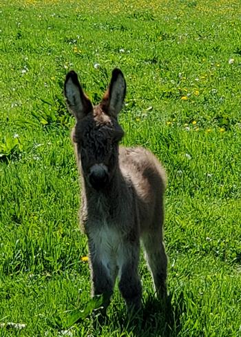 miniature donkeys